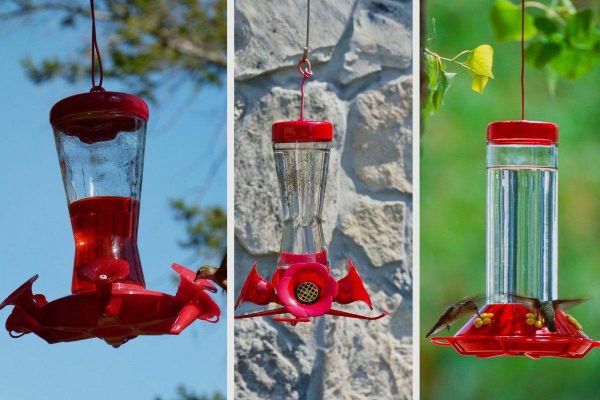 Hummingbird Feeders A Comprehensive Guide To Get You Started Home