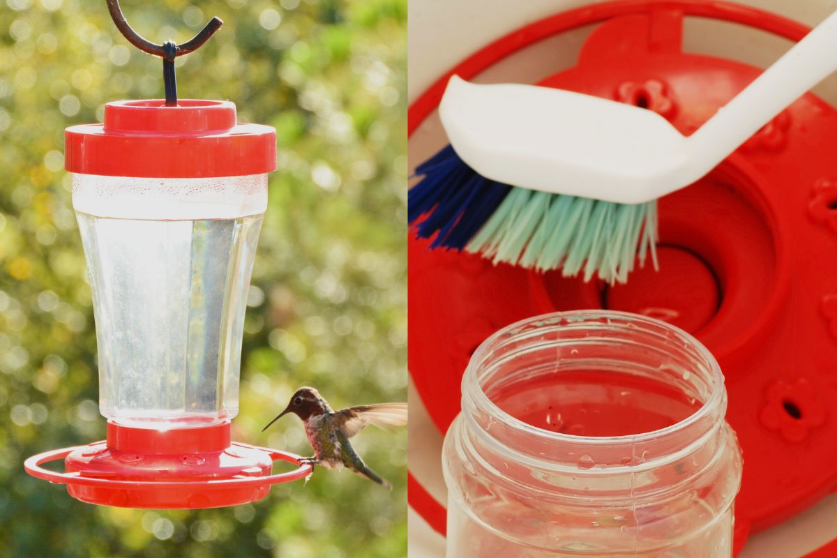 Hummingbird Feeders A Comprehensive Guide To Get You Started Home