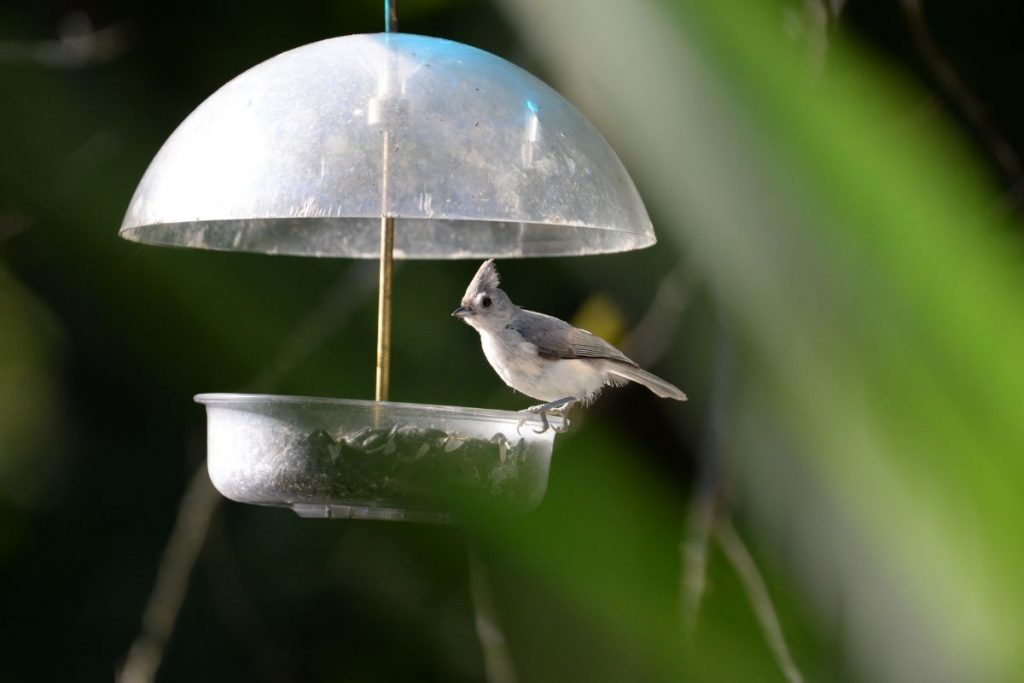 a bird on a Weather Domed bird feeder