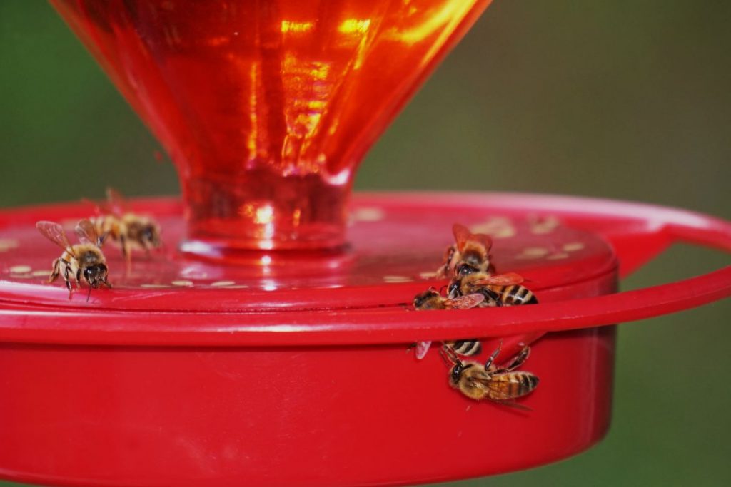 What Factors Can Influence Whether Bees Are Attracted To Hummingbird Feeders