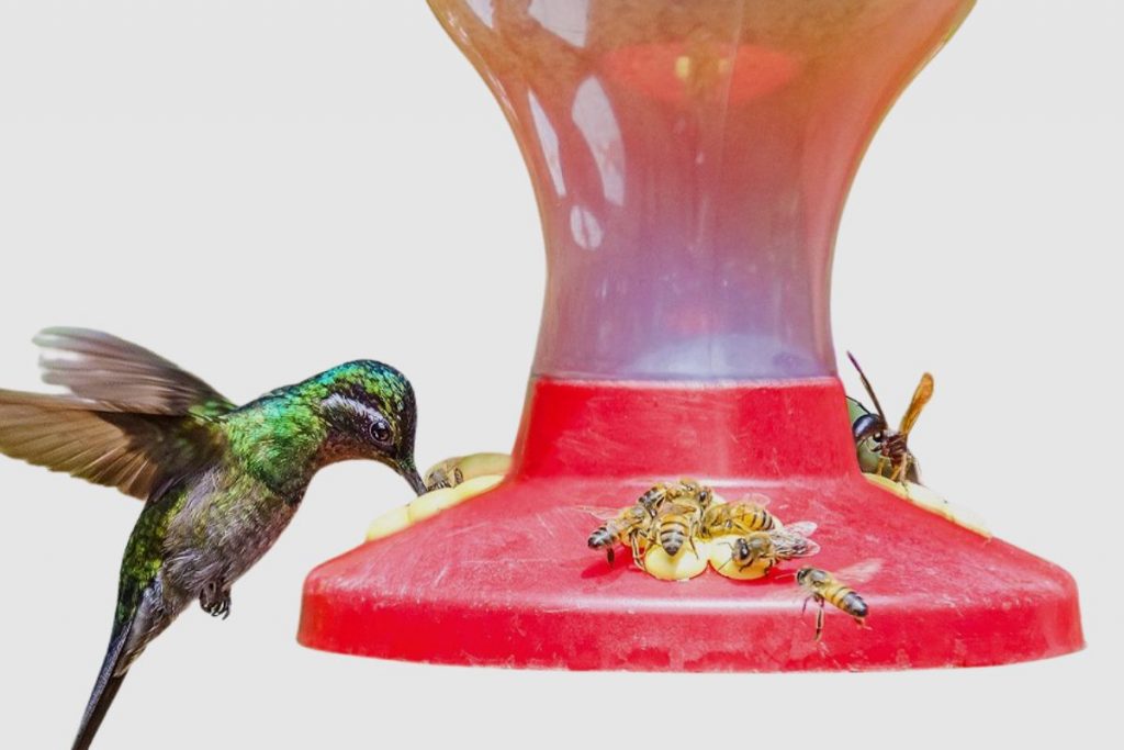 What Happens if You Don’t Change Your Hummingbird Feeder