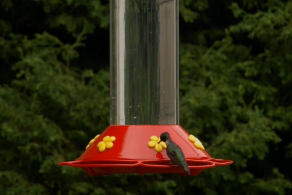 What are the Cons of Placing a Hummingbird Feeder in the Shade