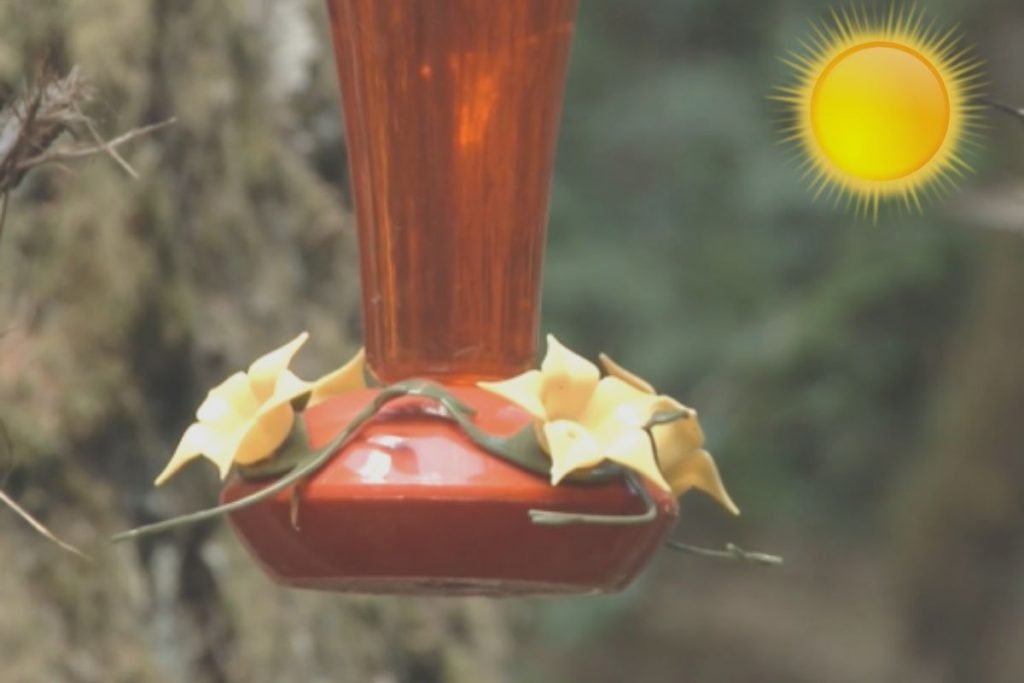 What are the Cons of Placing a Hummingbird Feeder in the Sun