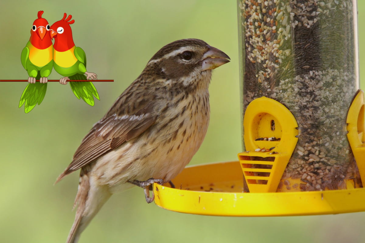 What is a Bird Feeder? Uncover All You Need to Know! Home Bird Feeder