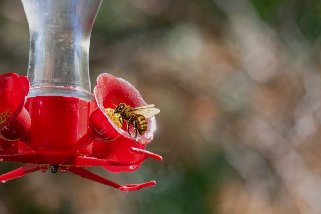 What techniques can I use to get rid of bees on my hummingbird feeder