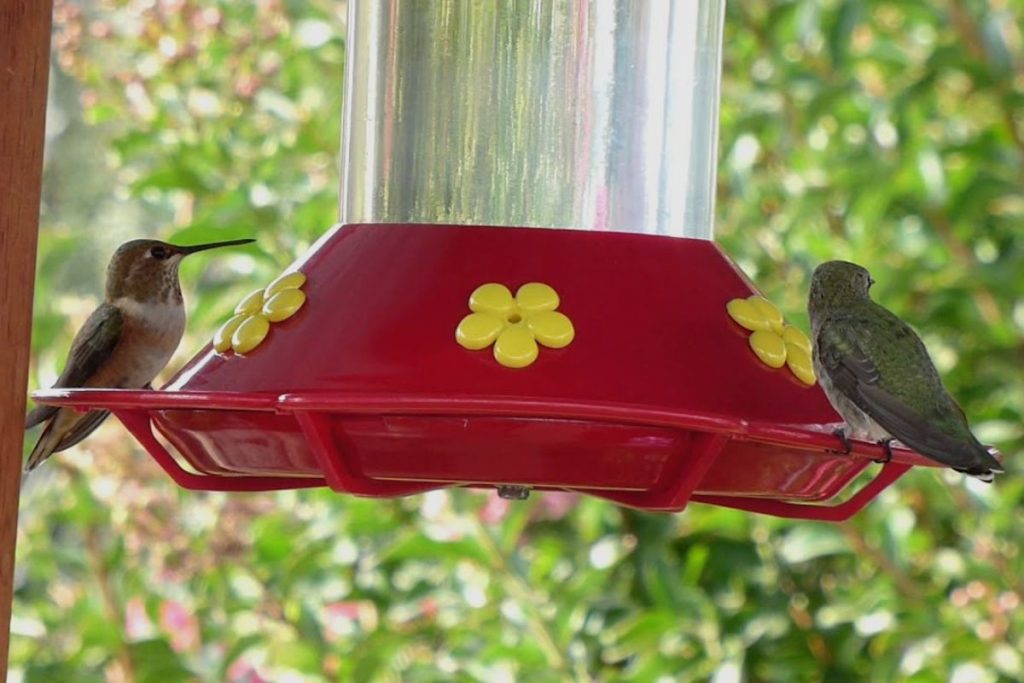 When Should You Change The Sugar Water In A Hummingbird Feeder