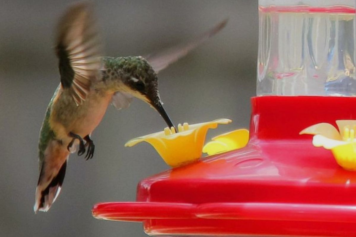 When To Change Sugar Water In Hummingbird Feeder
