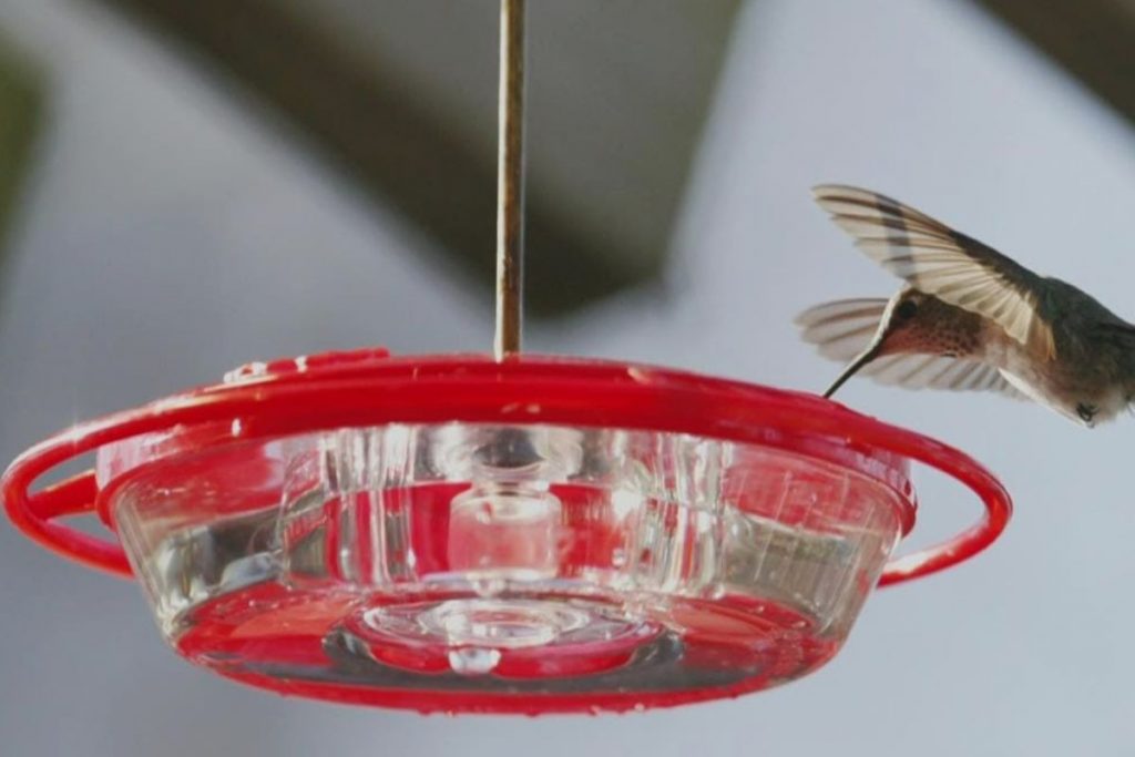 When To Take Down Hummingbird Feeder