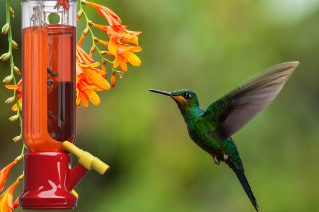 When To Take Down Hummingbird Feeder - A Comprehensive Guide