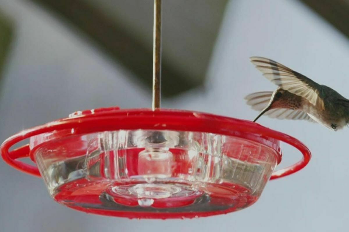 When To Take Down Hummingbird Feeder Home Bird Feeder