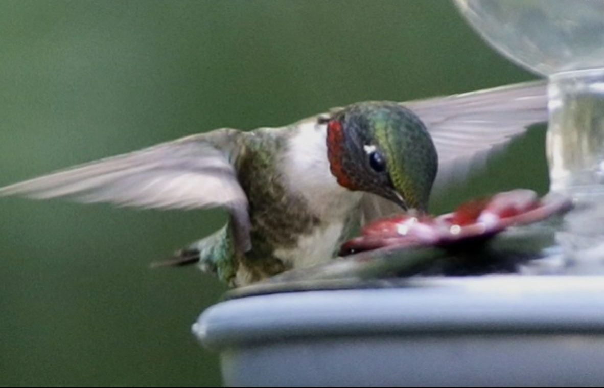 When is the Best Time of Year to Take Down Your Feeder -