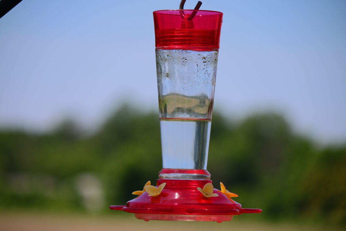 How High Should Hummingbird Feeder Be? Exploring the Ideal Spot for Your Feathered Friends