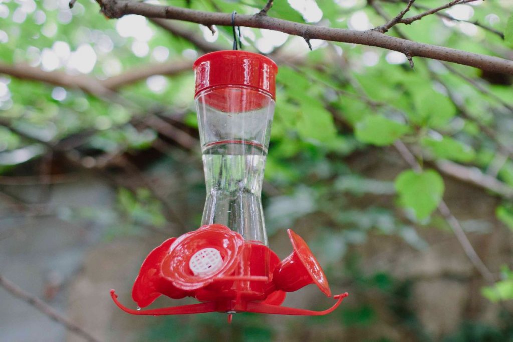 Where Should You Not Hang A Hummingbird Feeder