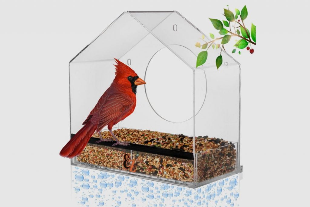 Are Window Bird Feeders Bad? Home Bird Feeder