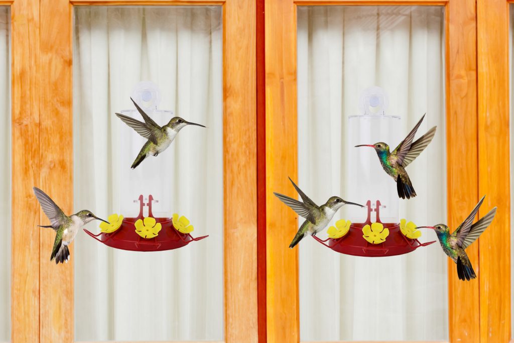 Are Window Hummingbird Feeders Safe for Birds