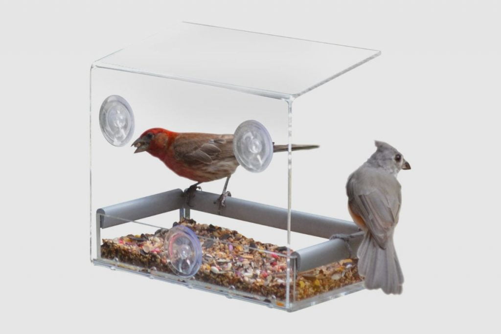 How to Attract Birds to Your Window Feeder - 