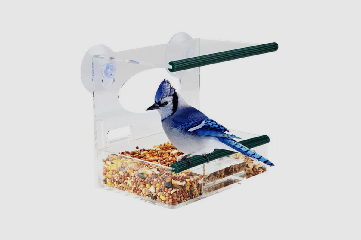 Are Window Bird Feeders Bad? Home Bird Feeder