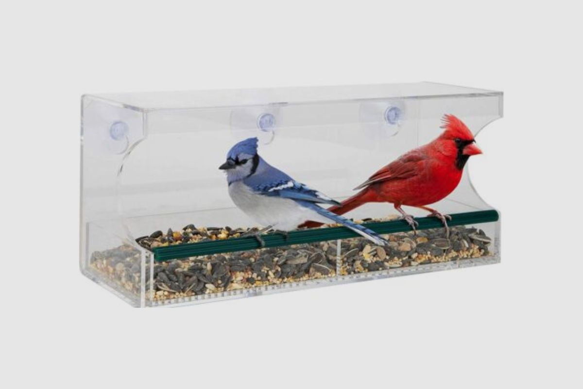 Are Window Bird Feeders Bad? Home Bird Feeder