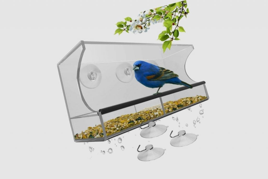 Why Won’t Birds Come to My Window Feeder - Bird_Feeder