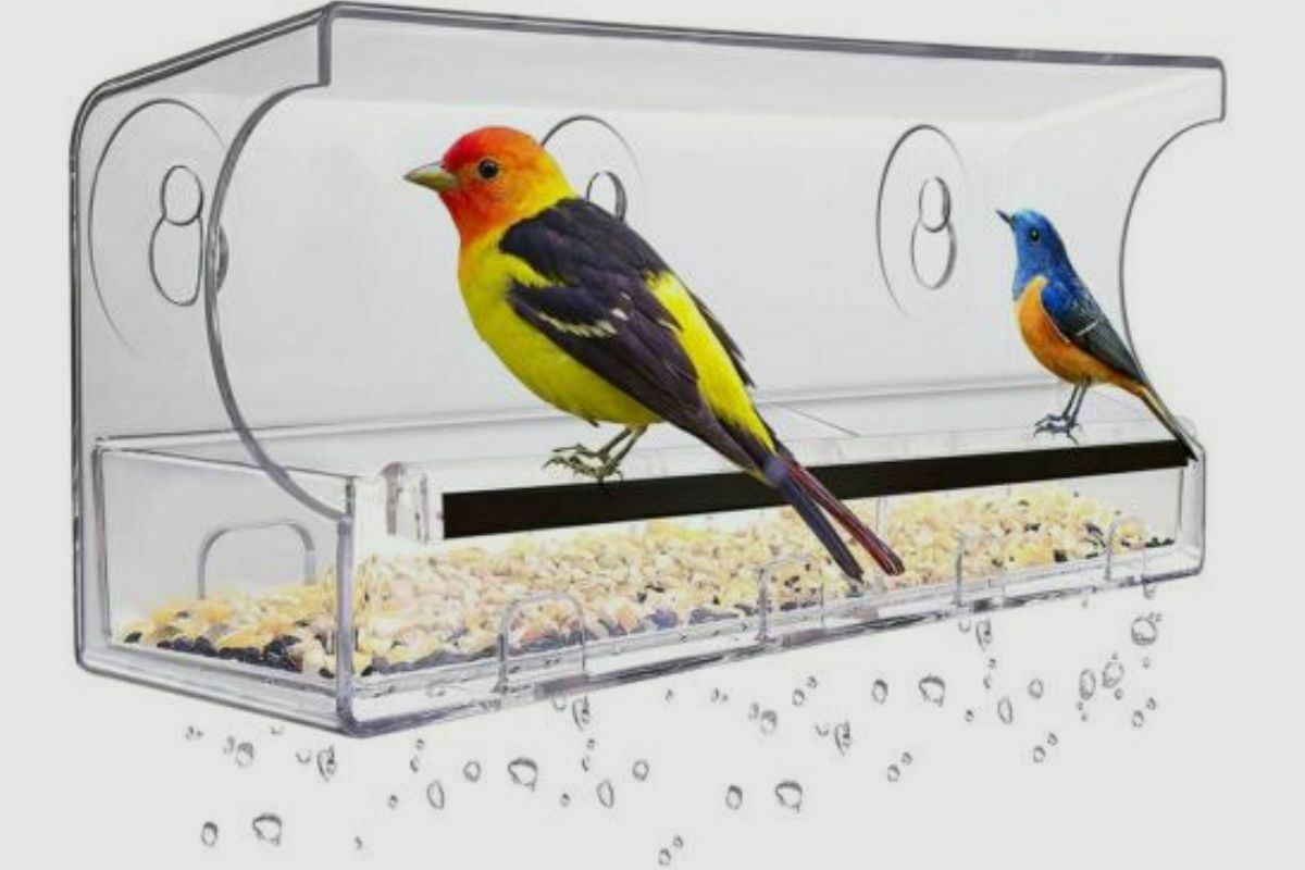Will Birds Use A Window Feeder? A Comprehensive Guide