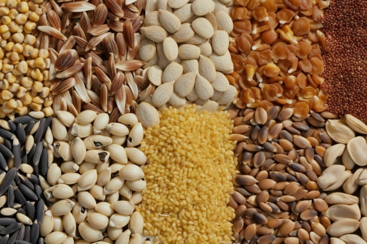 Bird Seed Feeding Wild Birds Responsibly and Sustainably