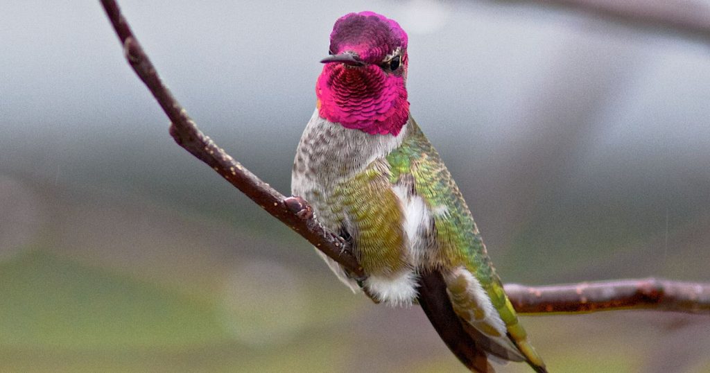 a Anna's Hummingbird sitting on a branch in Canada