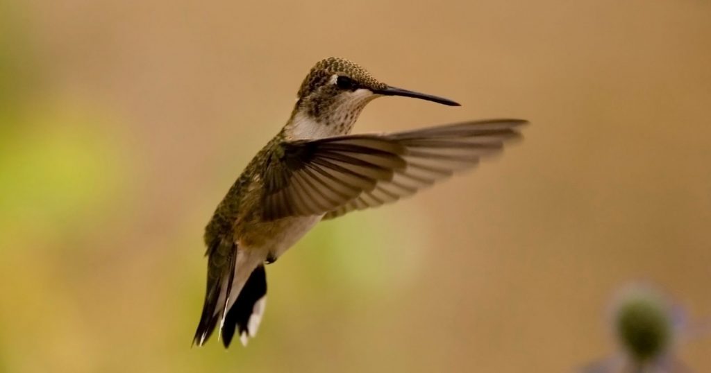 a Black-chinned Hummingbird flying in the air in Canada