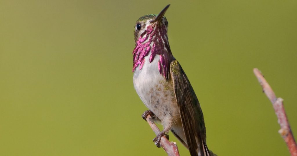 a Calliope Hummingbird with pink and purple feathers