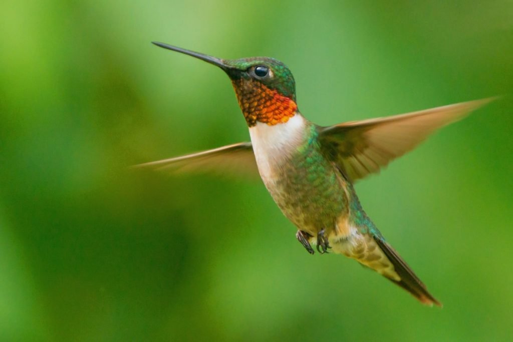 A Closer Look at the Ruby-throated Hummingbird