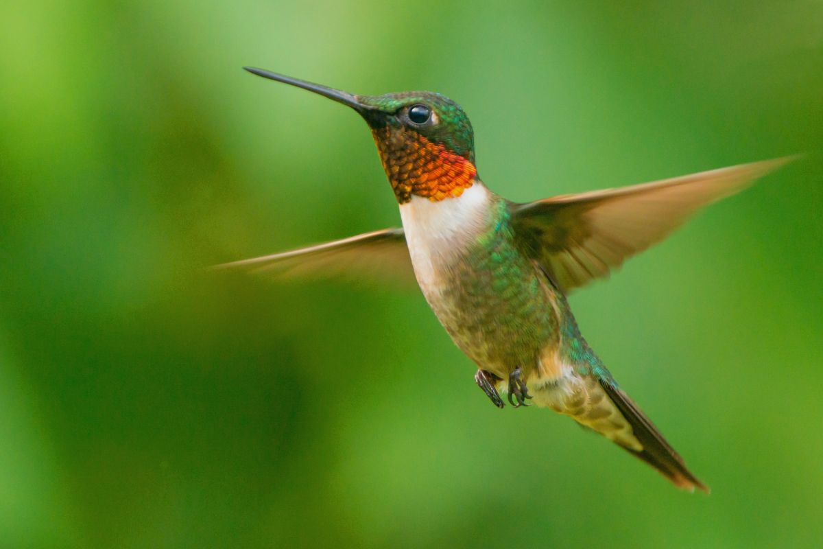 Are There Hummingbirds In Massachusetts?