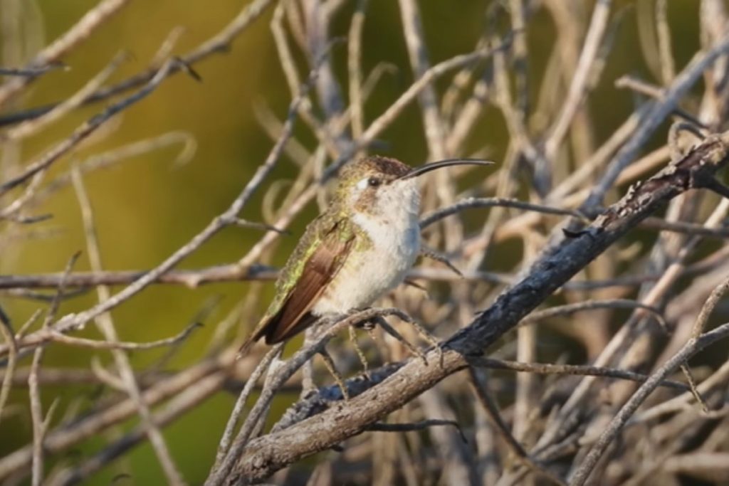 A Thoughtful Approach to Conservation_ Protecting Mexico_s Hummingbirds
