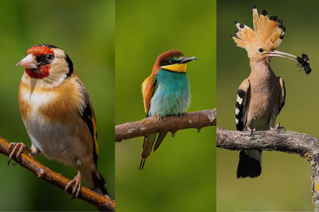 Alternative Winged Wonders Germany's Diverse Birdlife