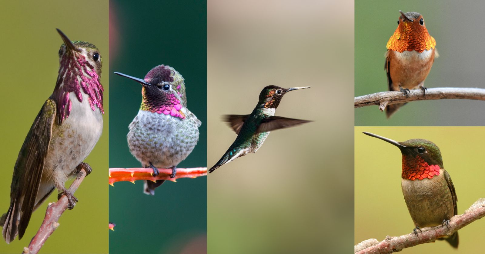 a collage of hummingbirds - Are There Hummingbirds In Canada