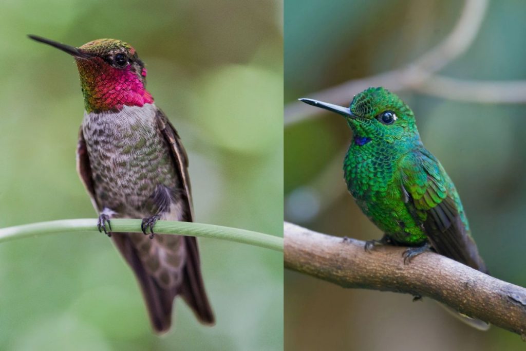 Are There Hummingbirds In Jamaica