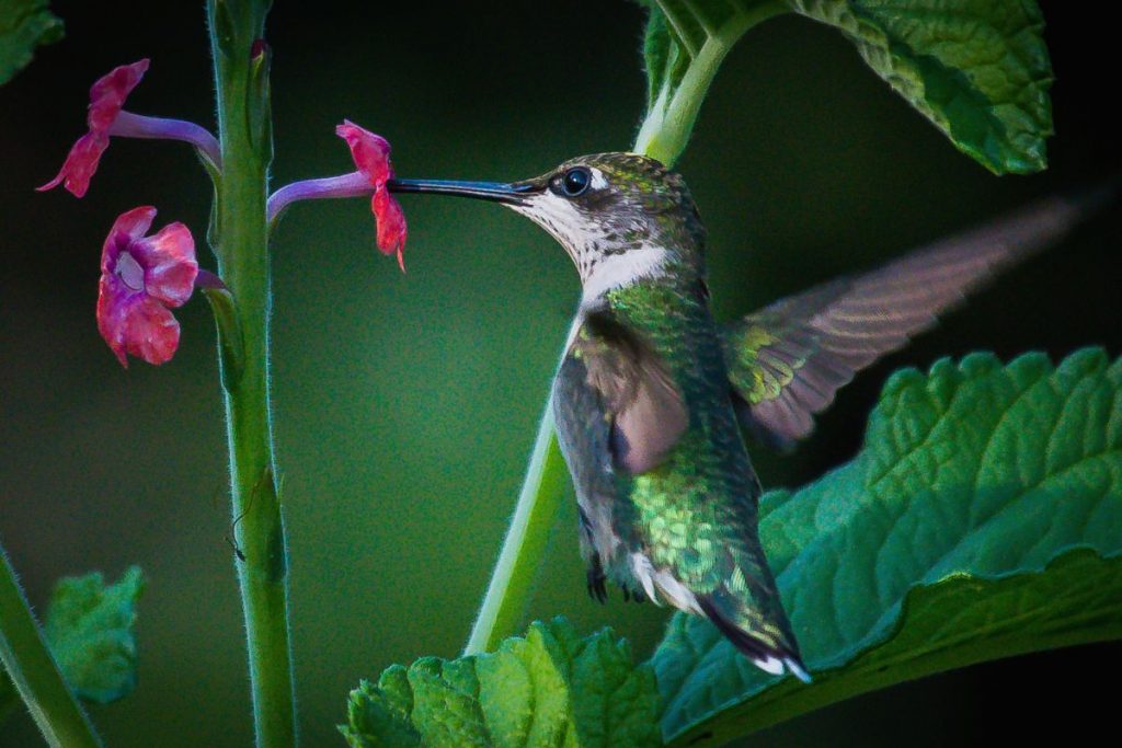 Are There Hummingbirds In New Jersey
