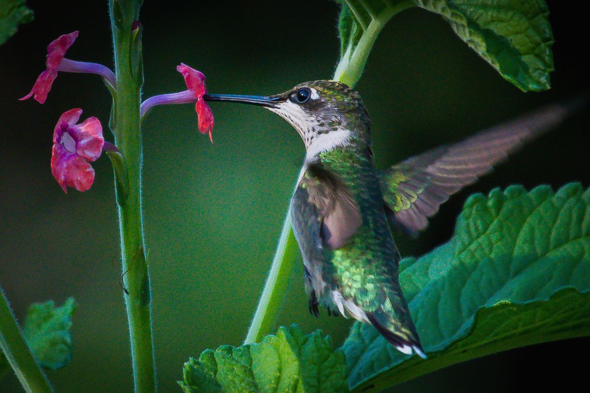 Are There Hummingbirds In New Jersey