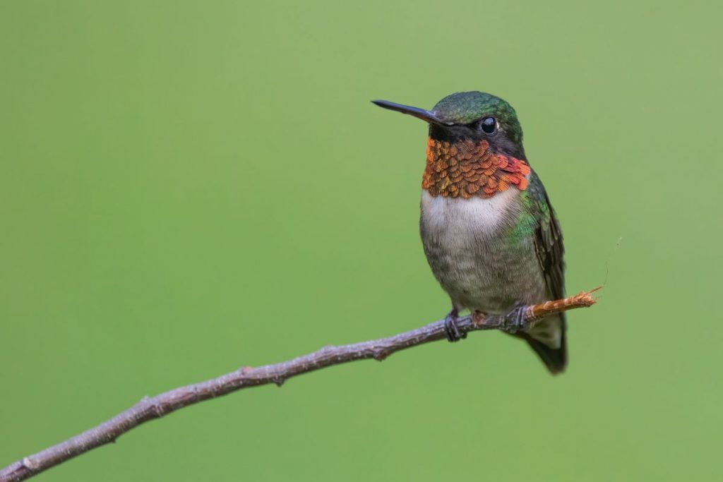 Are There Hummingbirds In New York