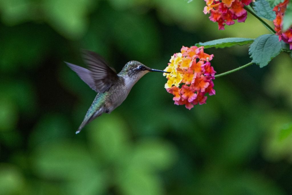 Are There Hummingbirds In The Caribbean