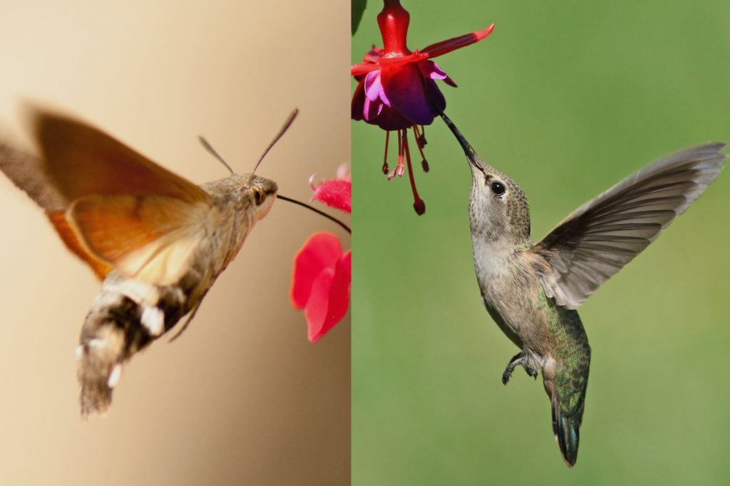 Are There Hummingbirds In The Uk