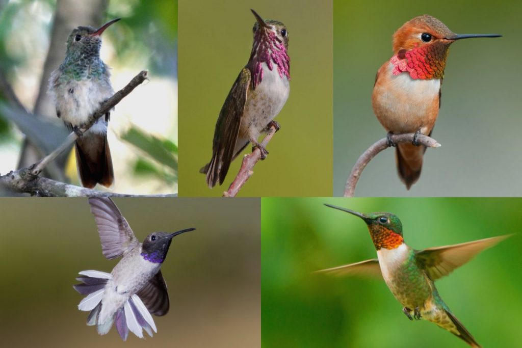 Attracting Hummingbirds to Your Florida Garden