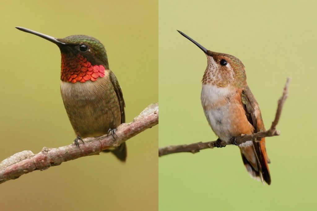 Canada_s Hummingbird Species_ A Closer Look