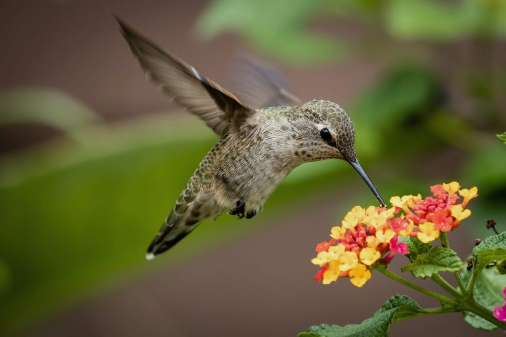 Challenges Facing Hummingbirds and How You Can Help