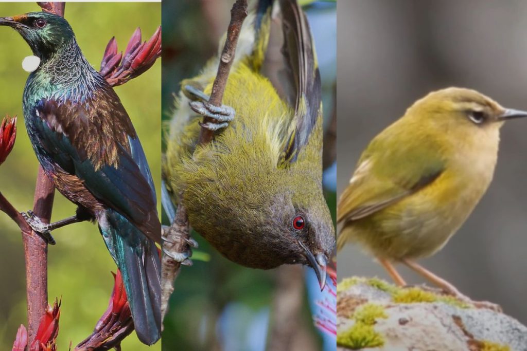 Creating a Hummingbird-Friendly Garden in New Zealand