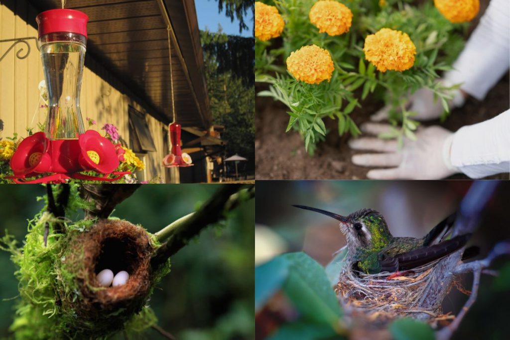 Creating a Hummingbird Haven in Your Garden