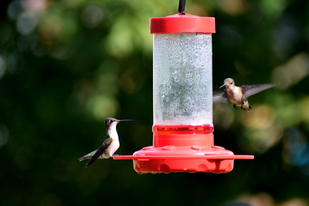Dishwasher-Safe Hummingbird Feeders