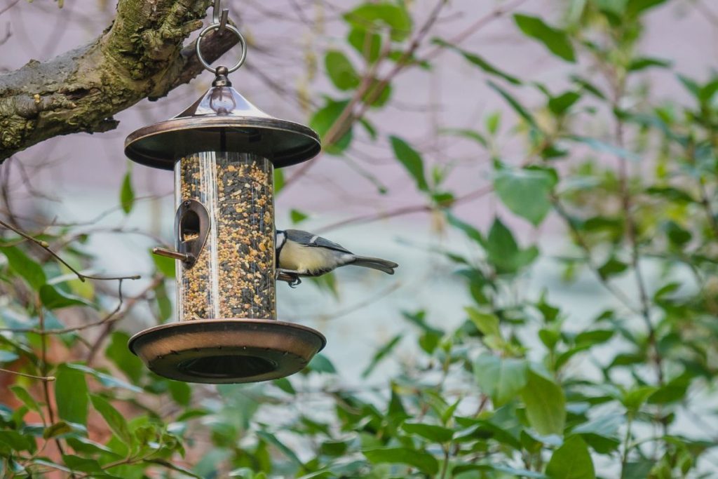 Early Attempts at Squirrel-Proof Bird Feeders