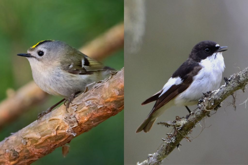 Fascinating Alternatives to Hummingbirds in the Uk