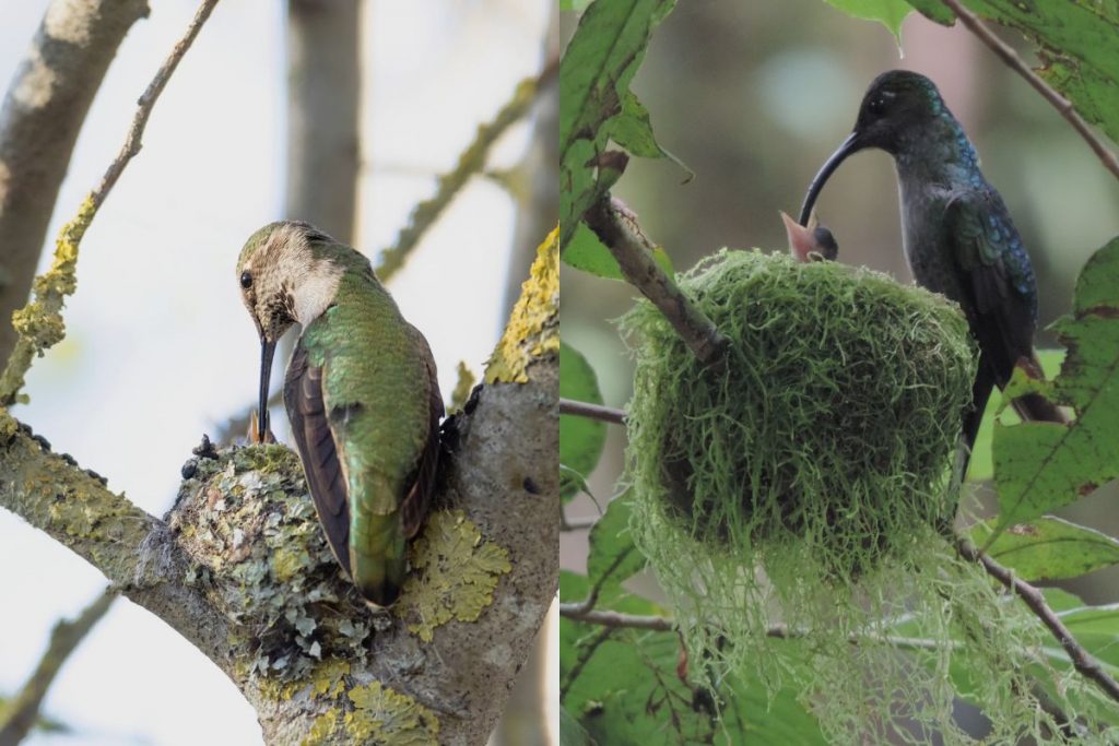 Feeding and Nesting_ The Intricate Lives of Michigan_s Hummingbirds