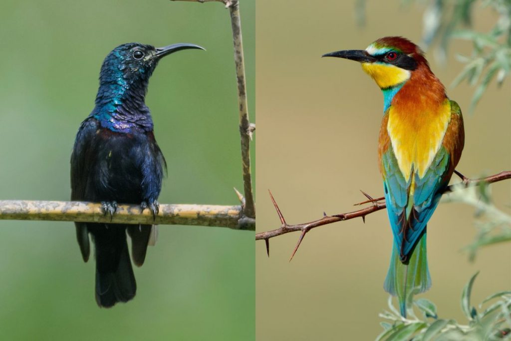 Greek Birdwatching_ Where to Spot Sunbirds and Bee-Eaters