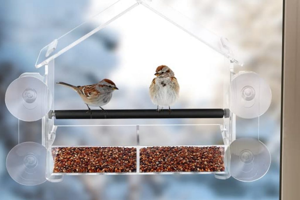 How Long Does It Take Birds to Find a new Feeder
